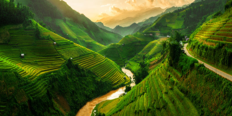 Rice fields, Vietnam